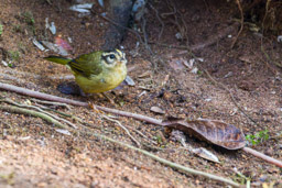 Paruline triligne
- Three-striped Warbler