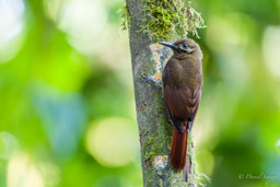 Grimpar enfumé
- Plain-brown Woodcreeper