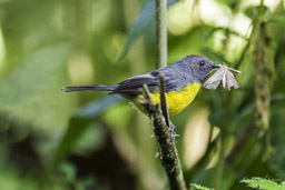 Paruline ardoisée
- Slate-throated Whitestart