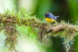 Paruline ardoisée
- Slate-throated Whitestart