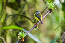 Moucherolle orné
- Ornate Flycatcher