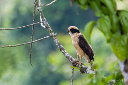 Macagua rieur
 - Laughing Falcon