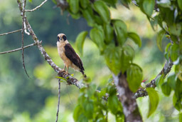 Macagua rieur
 - Laughing Falcon