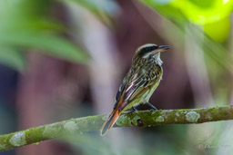 Tyran audacieux
 - Streaked Flycatcher