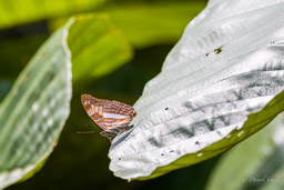 Cotacachi