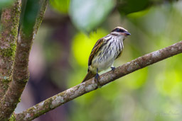 Tyran audacieux
- Streaked Flycatcher