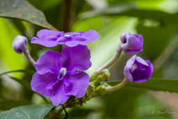 Brunfelsia latifolia