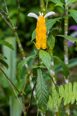 Pachystachys lutea (queue d'écrevisse)