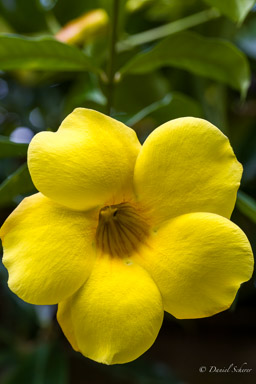 Allamanda Cathartica