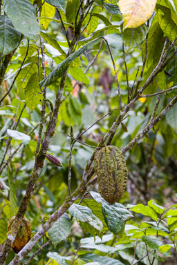 cacao