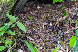 Paraponera, fourmi conga,Bullet ant 