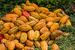 Cabosses de cacao