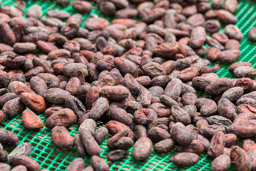 Fèves de cacao