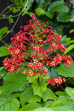 Clerodendrum