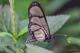 Methona themisto