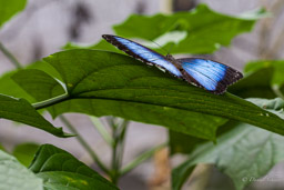 Morpho