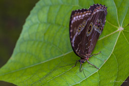 Morpho