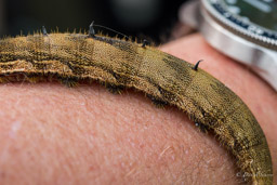 Chenille