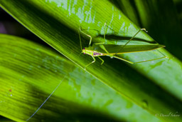 Phaneroptera falcata
