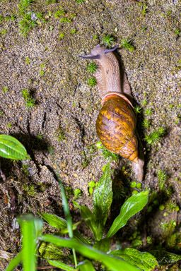 Escargot