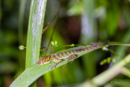 Anoles
