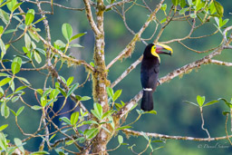 Toucan tocard
- Yellow-throated Toucan