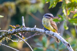 Tyran à ventre d'or
- Golden-bellied Flycatcher