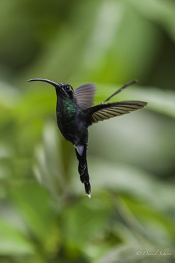Ermite yaruqui
- White-whiskered Hermit