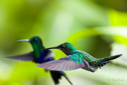 Brillant fer-de-lance
- Green-crowned Brilliant