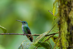Brillant fer-de-lance
- Green-crowned Brilliant