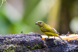 Organiste à bec épais
- Thick-billed Euphonia ♀