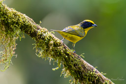 Calliste safran
- Silver-throated Tanager