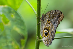 Caligo