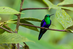 Dryade à queue fourchue
- Fork-tailed Woodnymph