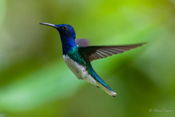 Colibri jacobin
- White-necked Jacobin