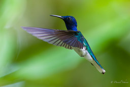Colibri jacobin
- White-necked Jacobin