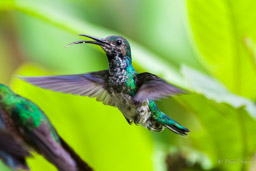 Colibri jacobin
- White-necked Jacobin ♀