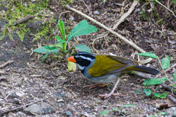 Tohi à bec orange
- Orange-billed Sparrow