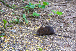 souris