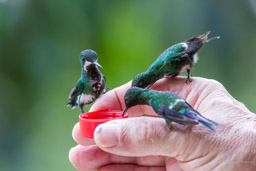 Colibri jacobin
- White-necked Jacobin