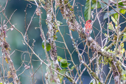 Pic rubin
- Scarlet-backed Woodpecker