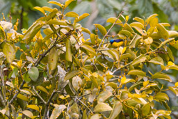 Organiste doré
- Golden-rumped Euphonia