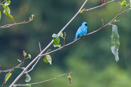 Tersine hirondelle
- Swallow Tanager ♂