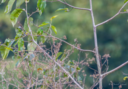Tersine hirondelle
- Swallow Tanager ♀