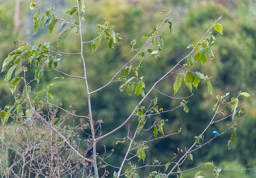 Tersine hirondelle
- Swallow Tanager ♀ et ♀