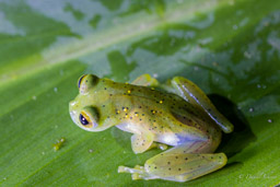 Grenouille de verre, Glass frog
