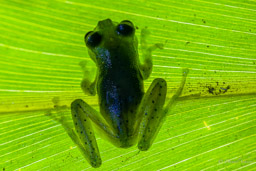Grenouille de verre, Glass frog