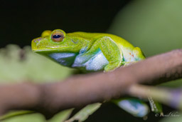 Grenouille arboricole