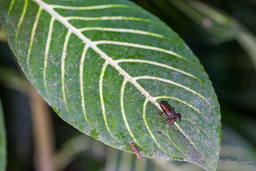 Dendrobate : Epipedobates boulengeri
/ Marbled poison-arrow frog
