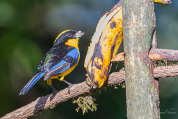 Tangara somptueux
- Blue-winged Mountain Tanager
